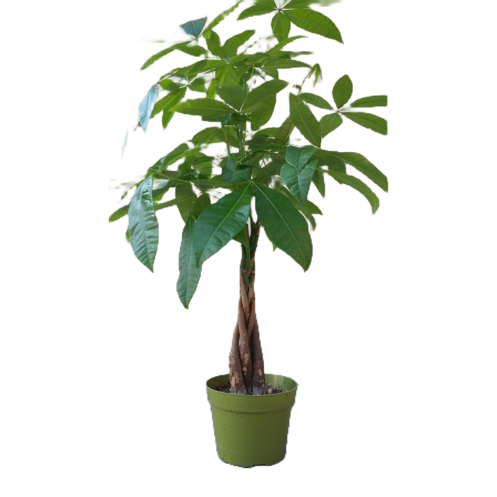 Tanaman Hias Pachira Money Tree