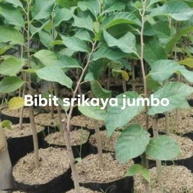 BIBIT SRIKAYA JUMBO
