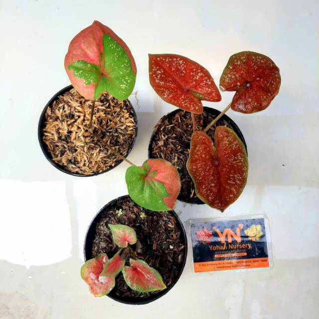 Caladium doh/ Baret/ Red jaguar