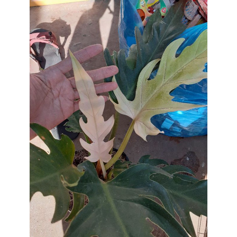 BIBIT TANAMAN HIAS PHILO GERGAJI PINK