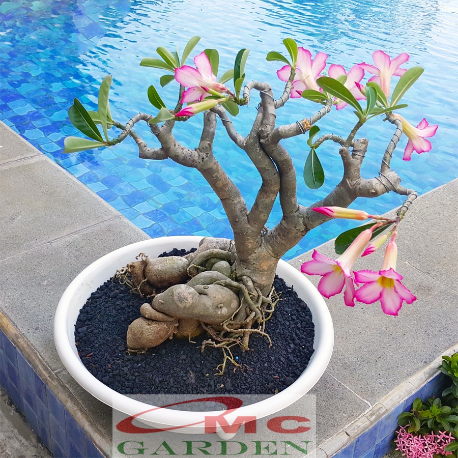 Tanaman Hias Bonsai Mame Adenium Arabicum Obesum Kamboja Jepang B-KJ-005TP