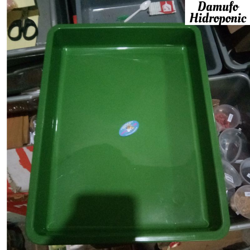 NAMPAN SEMAI BENIH UKURAN SEDANG