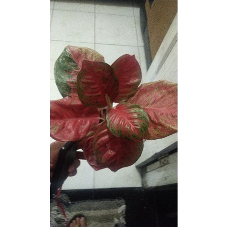 Aglaonema Wulandari