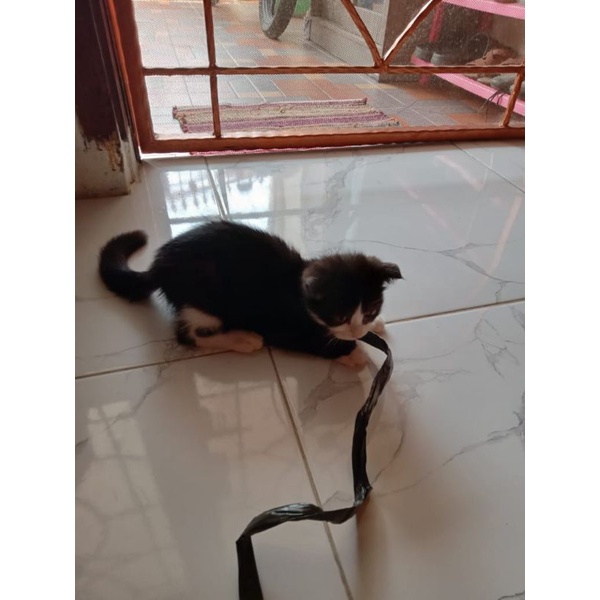 kitten scottish fold betina