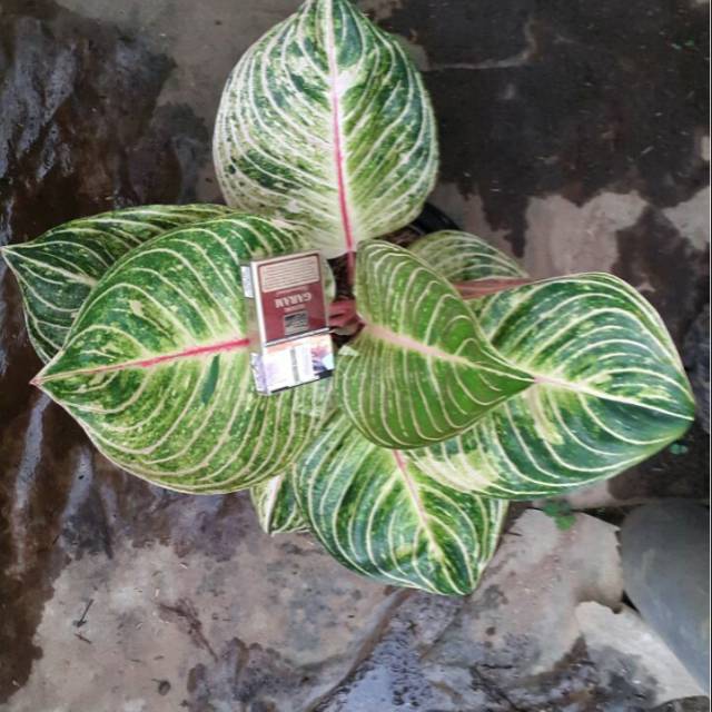 Tanaman Hias Aglaonema  Esmeralda Daun Jumbo 6 10 Daun 