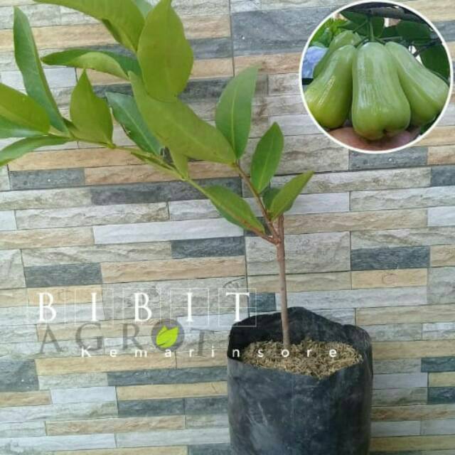 Bibit Jambu Air Madu Deli Hijau Okulasi Cepat Berbuah (Jaminan Original)