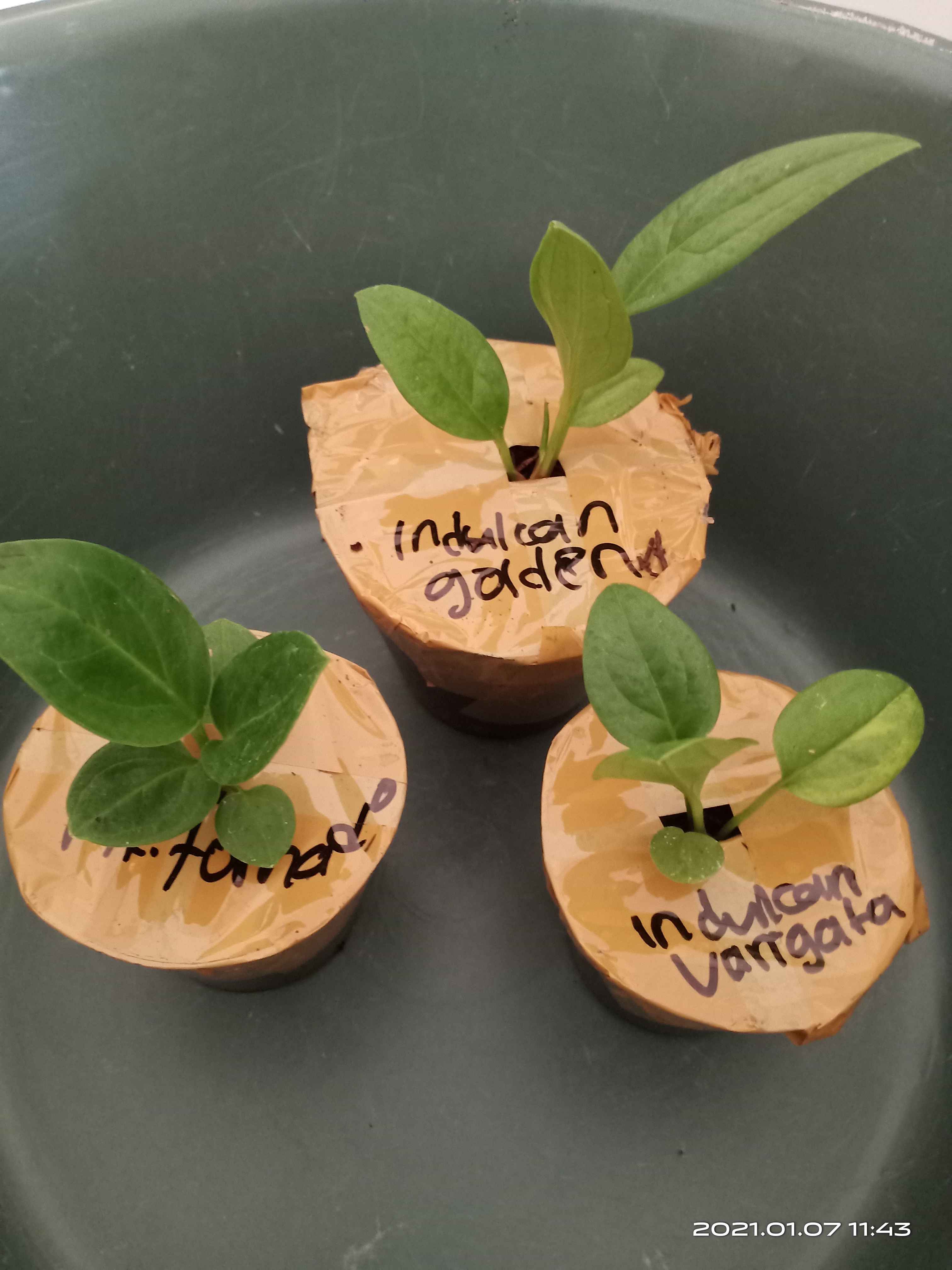 Bibit Anturium Jemani Mangkok Tornado