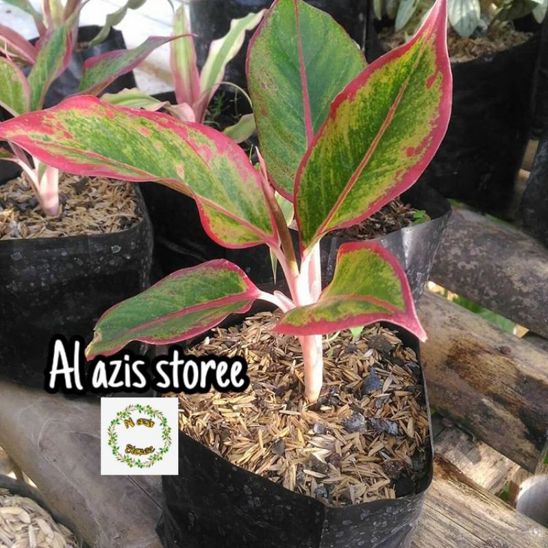 Tanaman Hias Aglonema Lipstik - Pohon aglonema lipstik