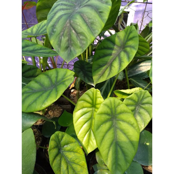 tengkotak hijau/alokasia tengkorak hijau