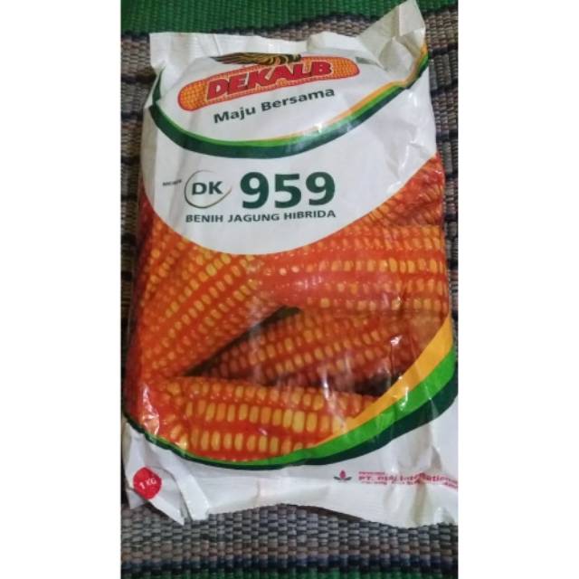 Benih jagung DK 959