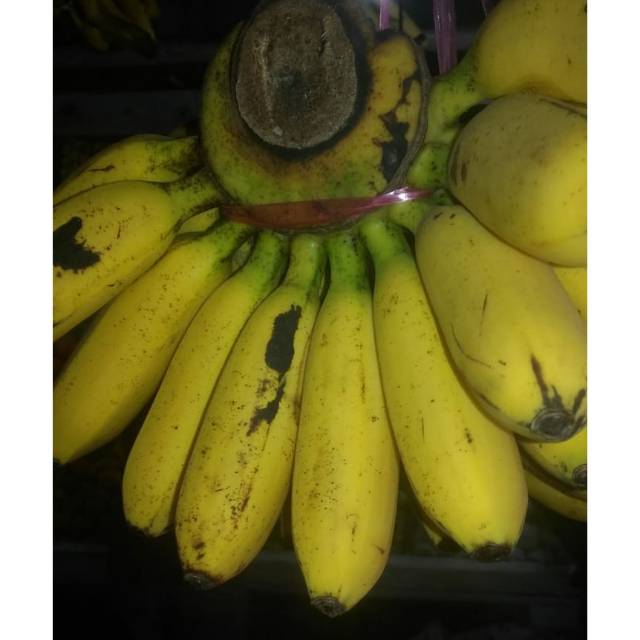 

Pisang Mas Ganda Segar dan Sehat per Sisir Grade A 30.000