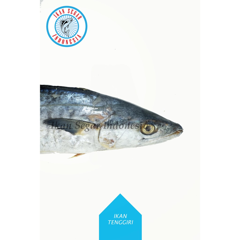 

IKAN TENGIRI (BULET) / 1 Pc / 900-1000 gr