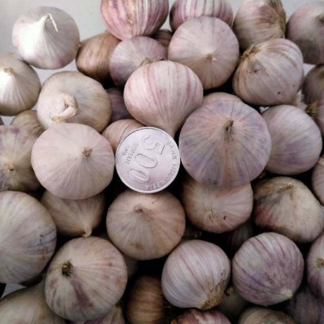 

Bawang putih tunggal premium.. ½kg