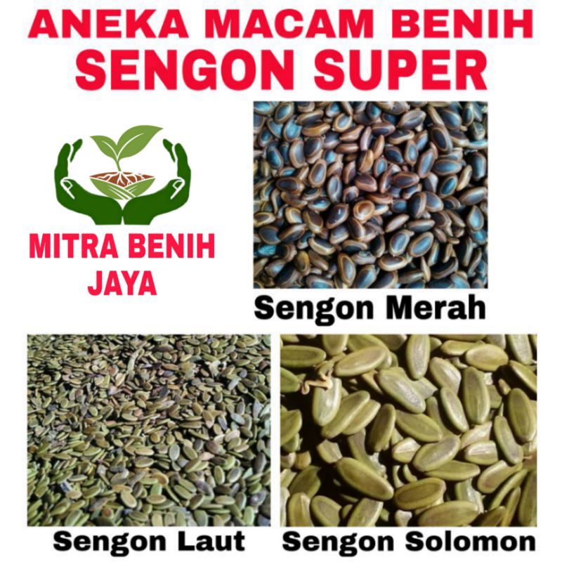 Aneka Macam Benih Bibit Sengon Super / Benih Pohon Sengon / Bibit Pohon Sengon / Biji Pohon Sengon /