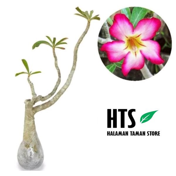 Tanaman Hias Adenium - Kamboja Jepang - Pohon Kamboja Jepang