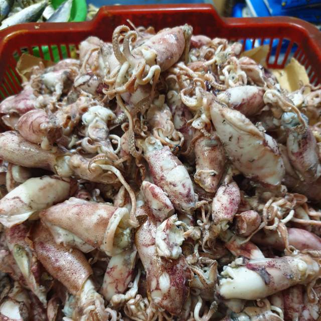 

Cumi asin basah / cumi sotong