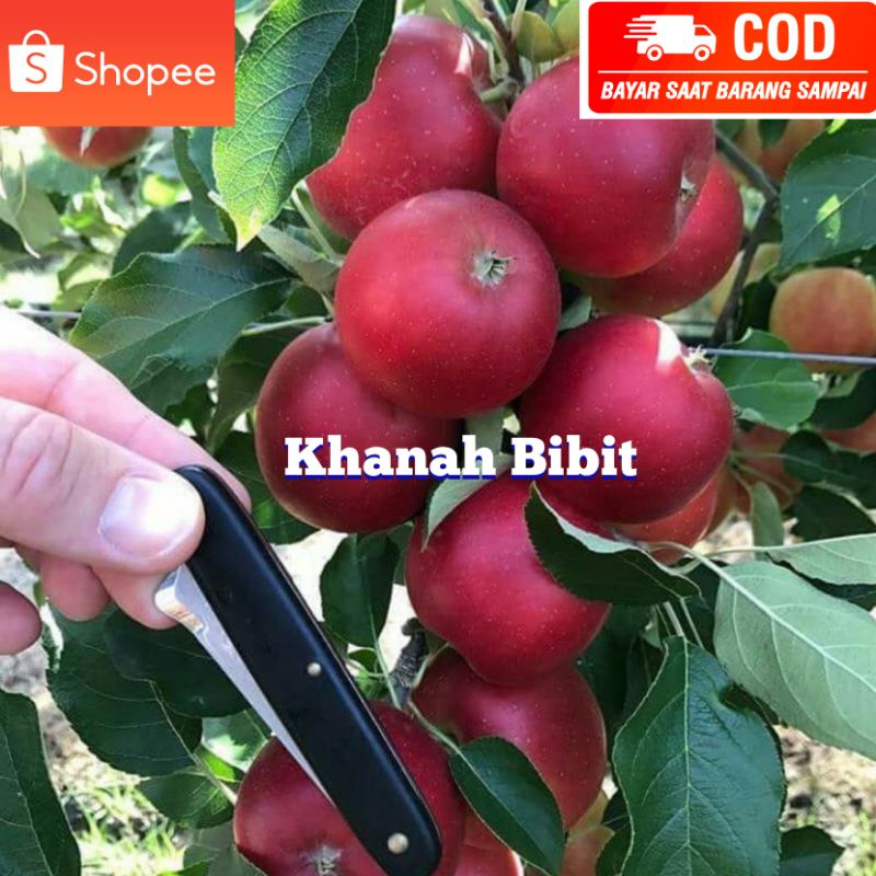 Bibit Apel Anna Merah Asli Malang Unggul