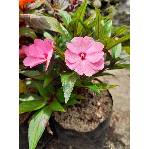 Tanaman hias bunga pacar air pink