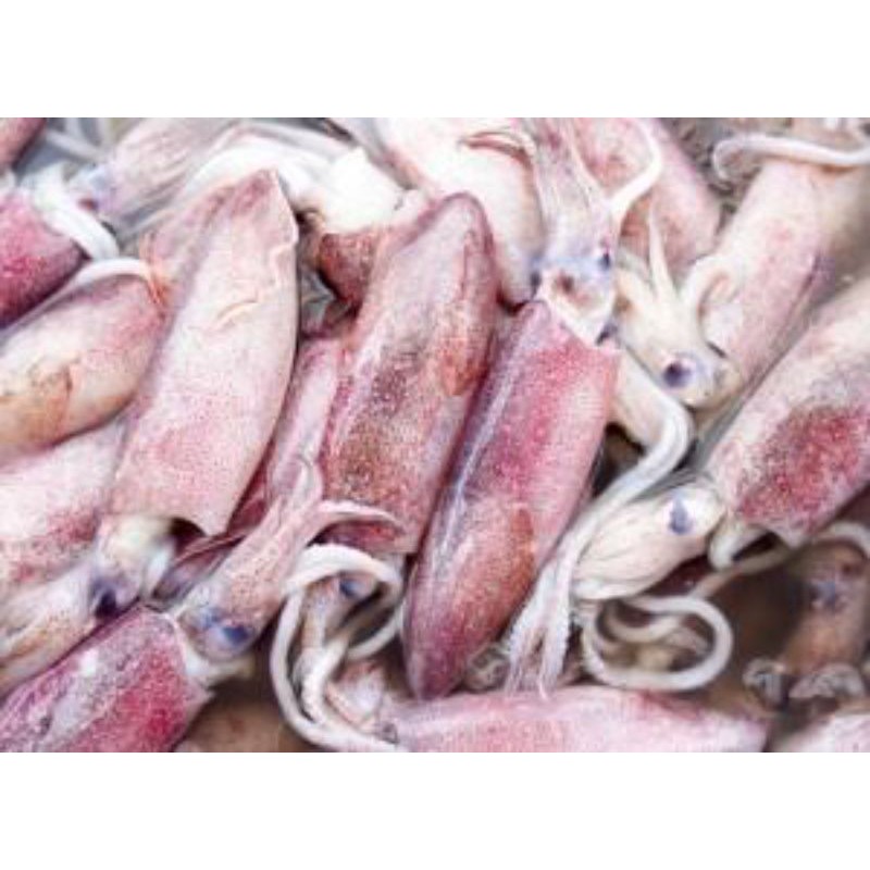 

Bandung - Cumi Cumi Segar 500 gram