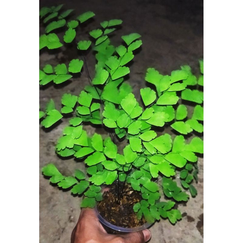 pakis suplir tanaman hias pakis suplir pakis sisik