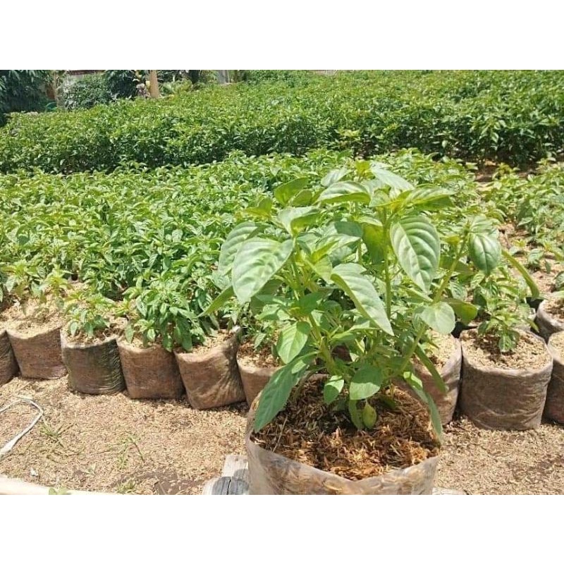 tanaman kemangi/pohon kemangi rimbun