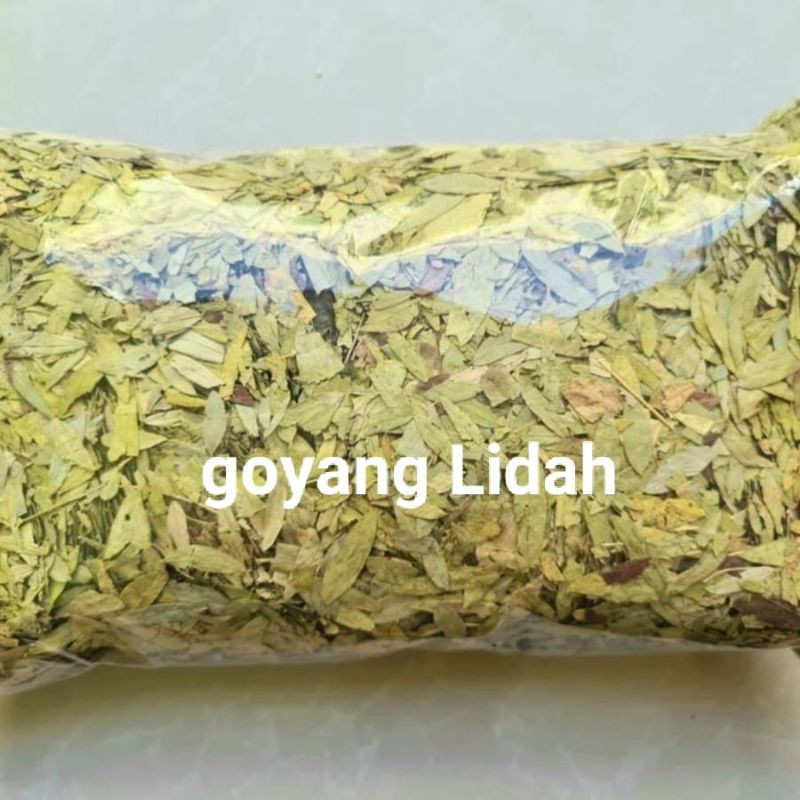 

daun jati cina 500gram