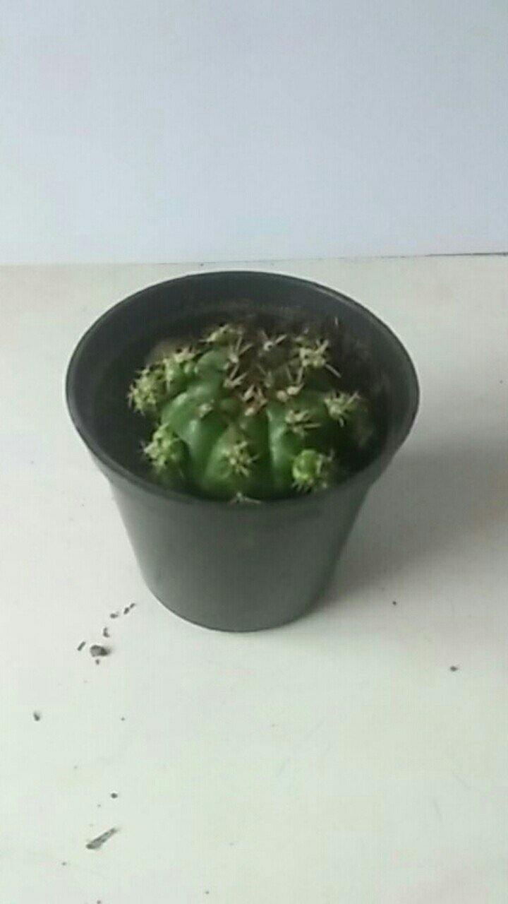 Sukulen Dan Kaktus Mini (gymnocalycium Damsii)