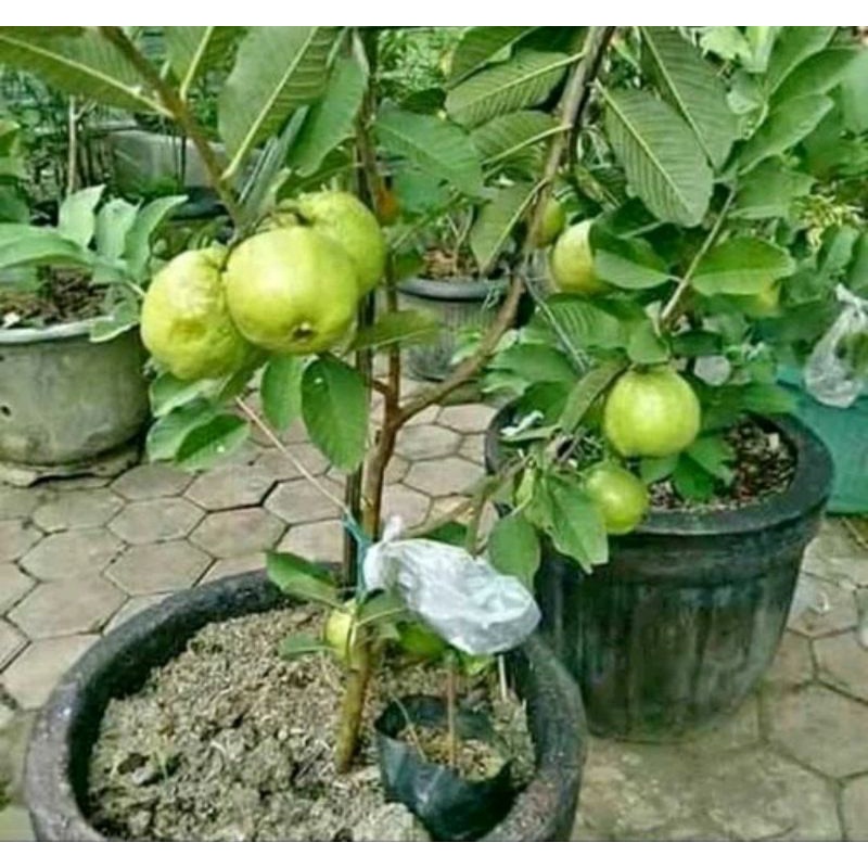 Bibit jambu kristal jumbo hasil cangkok, cepat berbuah