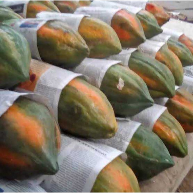 biji benih pepaya coklat / pepaya jingga / pepaya bangkok/ pepaya lokal panjang