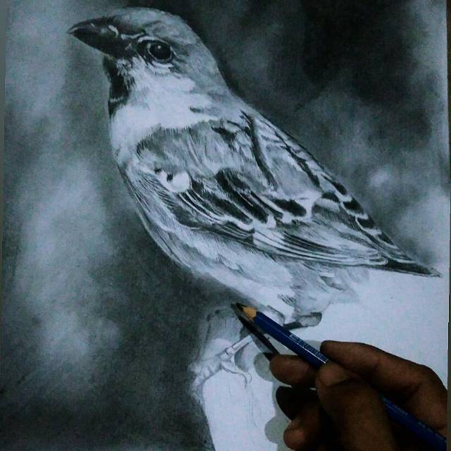 Lukisan Binatang Pensil Shopee Indonesia