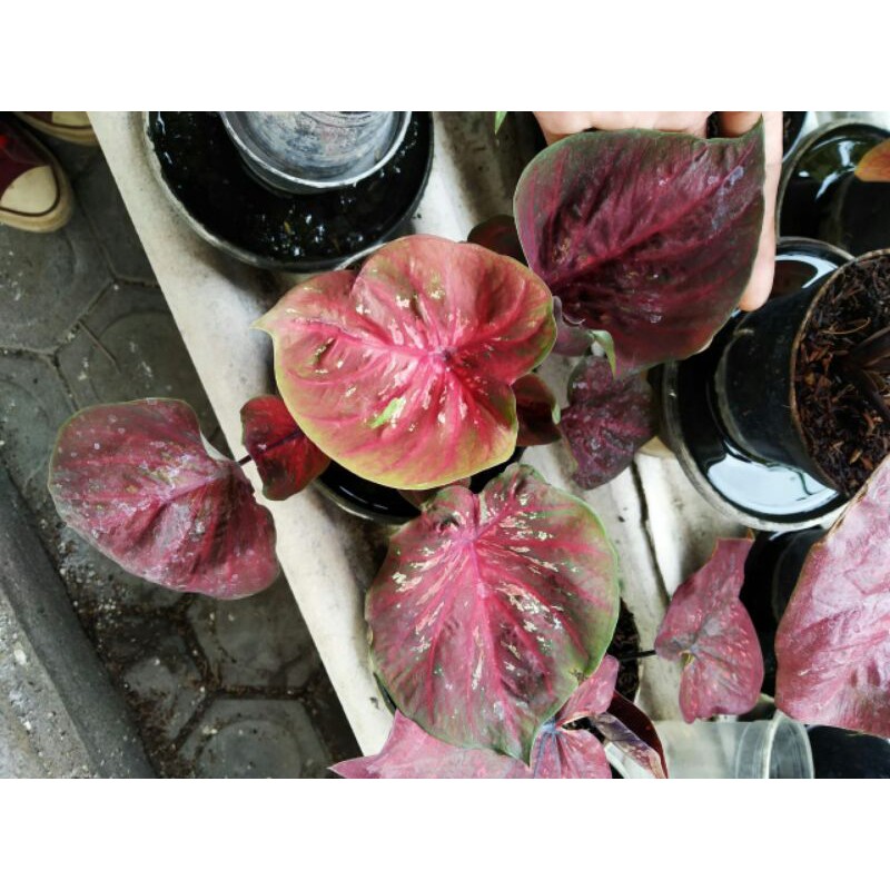 (DORENG)Tanaman Hias Caladium Doreng/Bunga Hias kaladium Doreng/Keladi Merah/Kaladi Murah/Talas