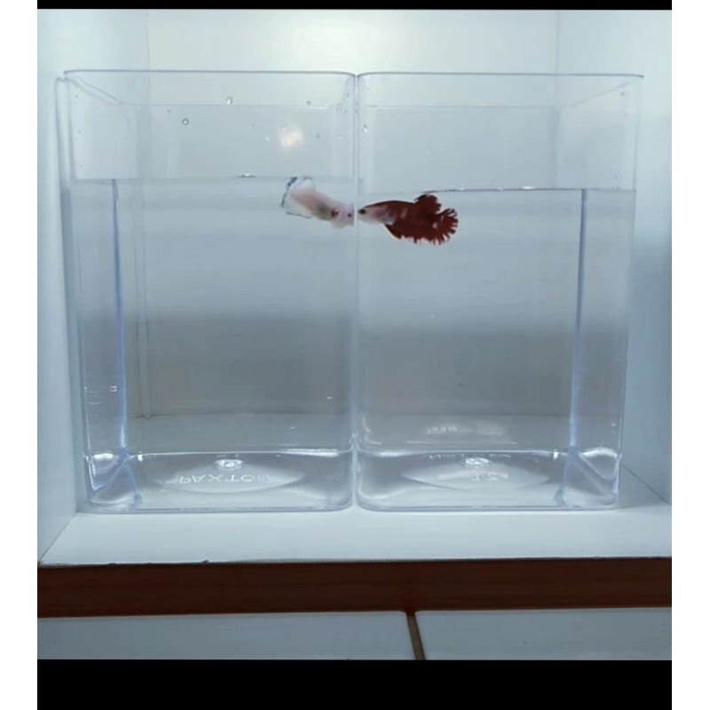 Toples/SOLITER AKRILIK Ikan Cupang Full Bending 2L/3L/4L