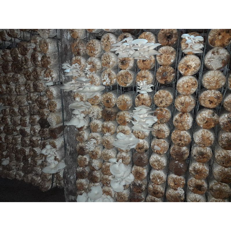 Baglog Jamur Tiram Putih
