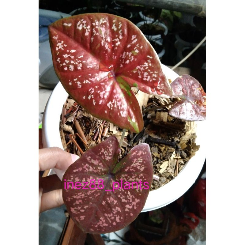 caladium dark chocolatos