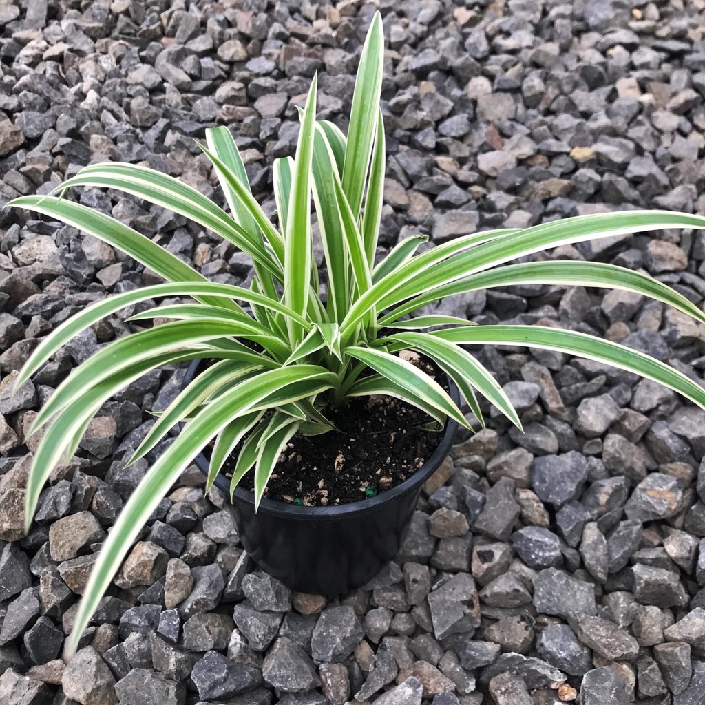 Tanaman Hias Hidup Lili Paris - Tanaman Bulu Ayam - Daun Spider Plant taman