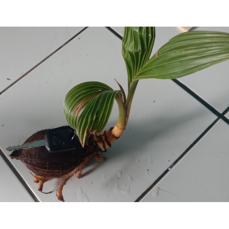 bonsai kelapa minion/bonkla minion siap tanam/bahan bonsai minion