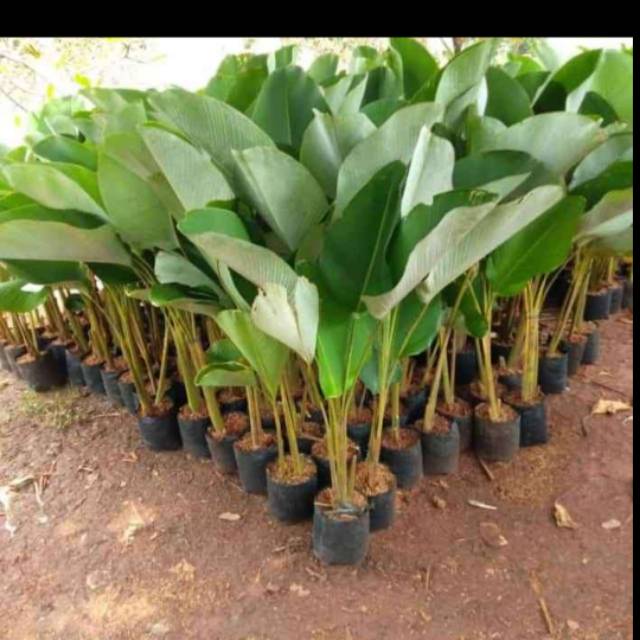 Jual Pohon Calathea Pisang Pisangan Tanaman Hias Pisang Calathea