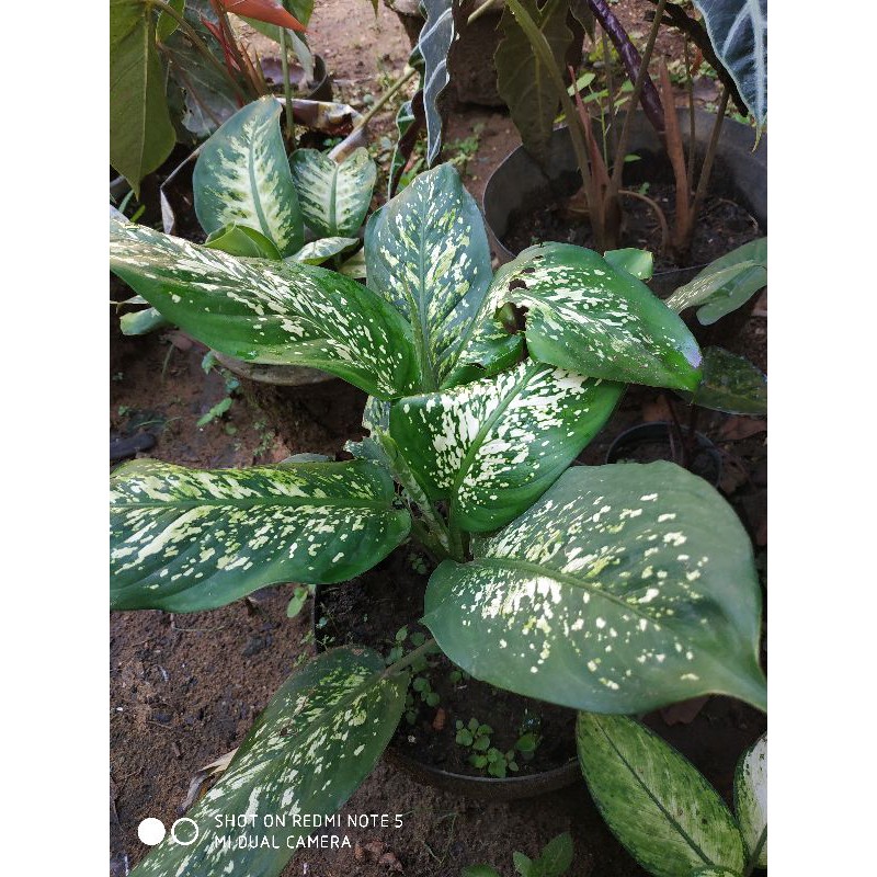 Agronema Hijau putih bintik