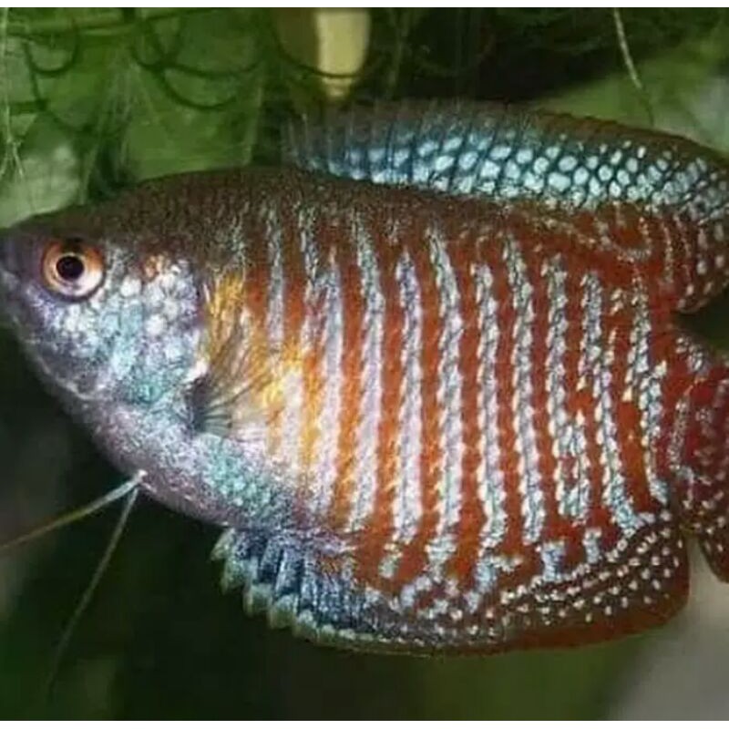 Ikan Hias Sepat Laris