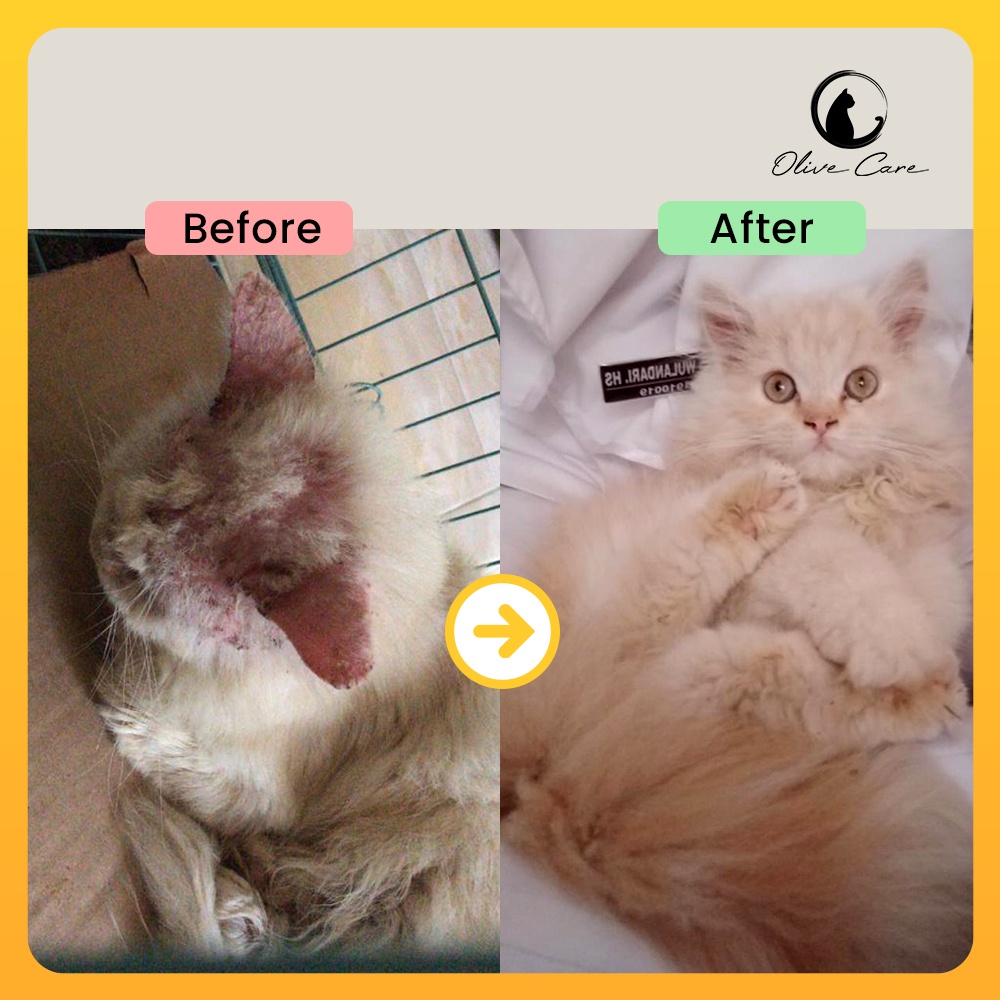 Olive Care Vitamin Kucing Paket BULU RONTOK &amp; MASALAH KULIT KITTEN untuk Bulu Rontok akibat Jamur, Kutu, Scabies, Ringworm dan Pertumbuhan Bulu Baru SweetyPetshop