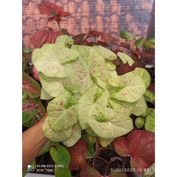 CALADIUM HIBRID RASPBERRY MOON CANTIK