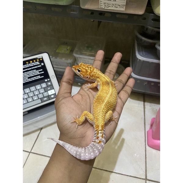 Leopard Gecko Female Tangerine Enigma PH Tremper Cakep No. 231