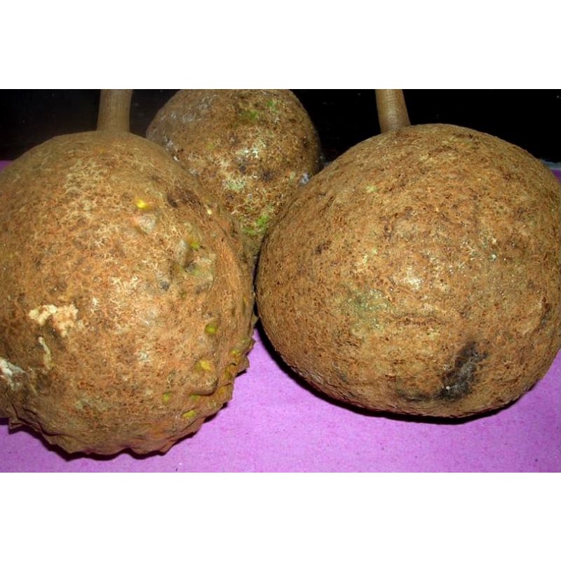 

Bibit Durian Gundul/Durian Tanpa Duri