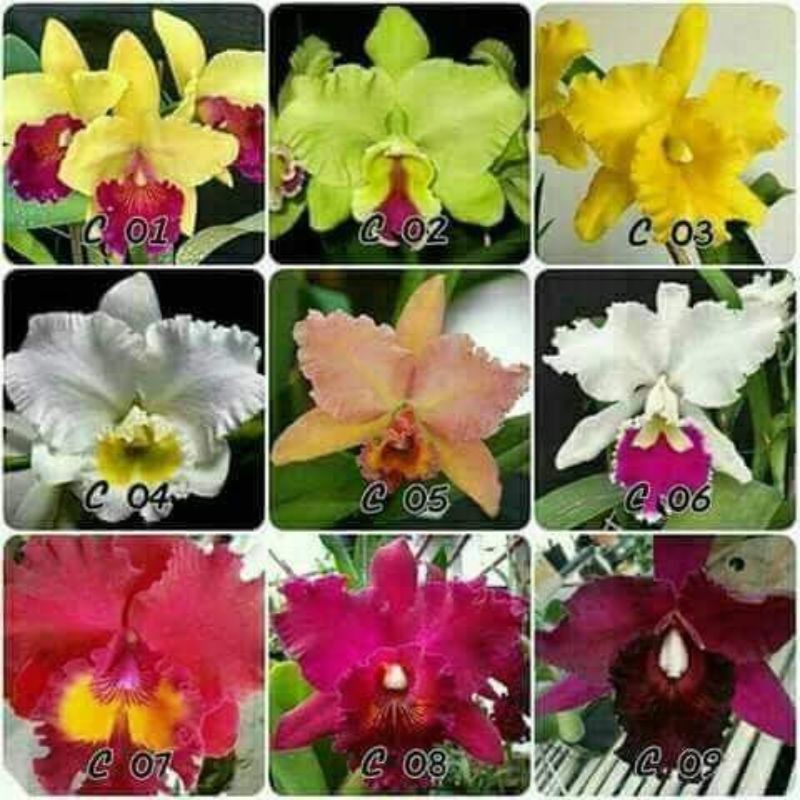 seedling anggrek cattleya