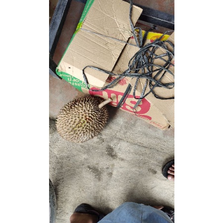 

durian golek