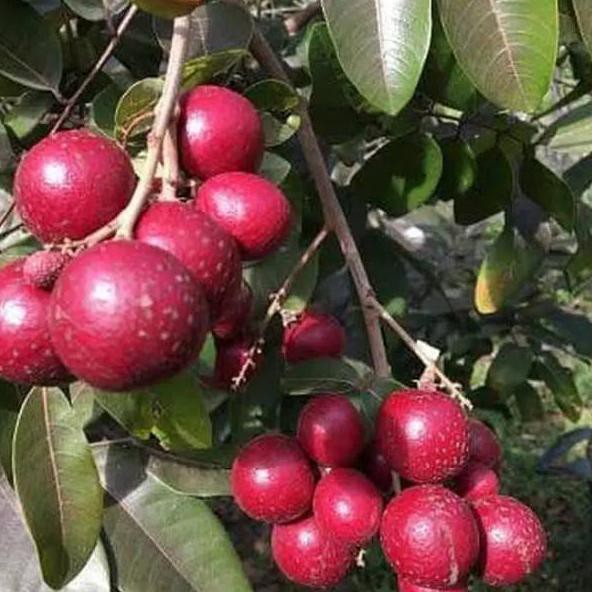 

Terkini FD7 Bibit Lengkeng merah super cepat berbuah SH Y0 MW9