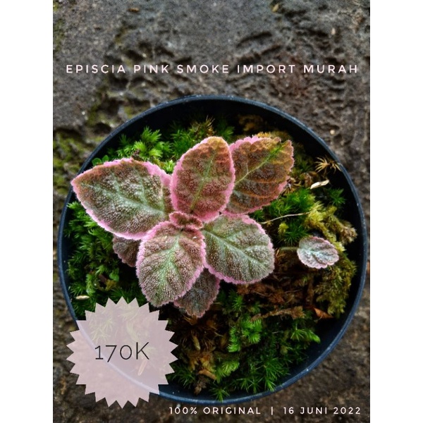 episcia pink smoke import original