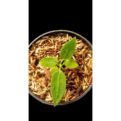 Anthurium Waroqueanum