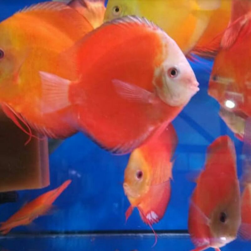 

Ikan Discus Red Melon