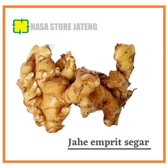 

Jahe Emprit Segar 1 kg Fresh Panen Rimpang besar